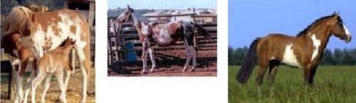 Pelajes y colores de los caballos, pongámonos de acuerdo e identifiquémoslos correctamente - Image 15