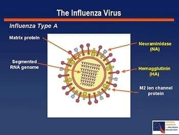 Influenza, ¿Ad Portas de una pandemia mortal? - Image 2