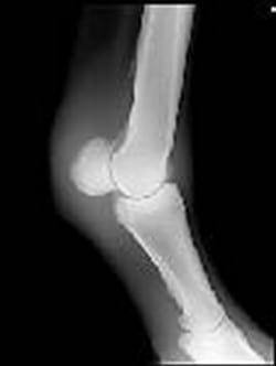 Osteocondrosis en Equinos - Image 5