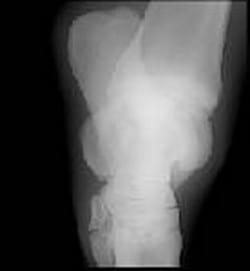 Osteocondrosis en Equinos - Image 6