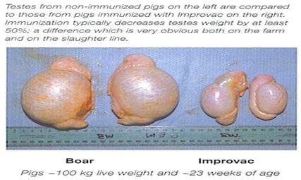 Inmunocastración en cerdos - Image 15