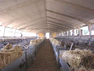 Equipos e instalaciones en las empresas de ganado ovino. Higiene y bienestar animal.- Gestión técnico económica de las empresas ovinas - Image 19