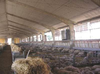 Equipos e instalaciones en las empresas de ganado ovino. Higiene y bienestar animal.- Gestión técnico económica de las empresas ovinas - Image 17