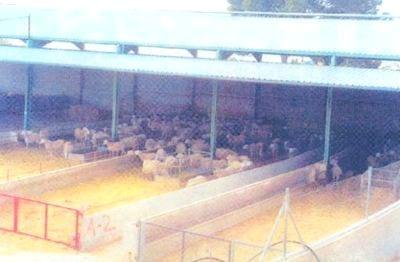 Equipos e instalaciones en las empresas de ganado ovino. Higiene y bienestar animal.- Gestión técnico económica de las empresas ovinas - Image 20