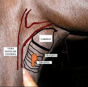 El papel de la tiroides en El caballo atleta - Image 1