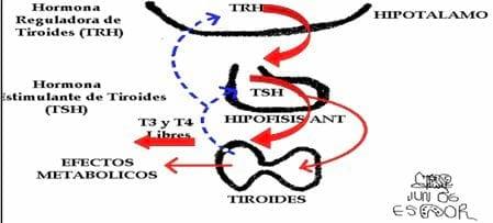 El papel de la tiroides en El caballo atleta - Image 3