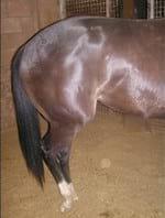 El papel de la tiroides en El caballo atleta - Image 5