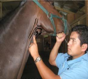 El papel de la tiroides en El caballo atleta - Image 4