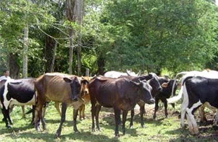 Eventos reproductivos de vacas con diferente porcentaje de genes Bos taurus en el trópico mexicano - Image 1