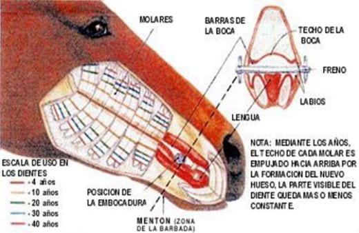 Conceptos Básicos del cuidado del caballo - Image 4