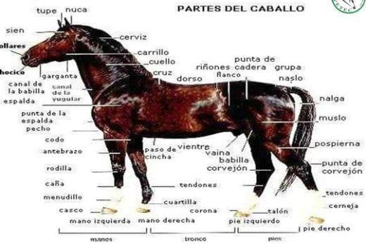 Conceptos Básicos del cuidado del caballo - Image 1