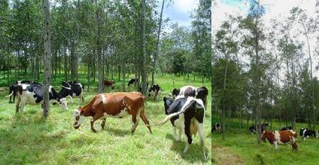 Los sistemas silvopastoriles como estrategia de ganaderia ecologica y productiva - Image 2