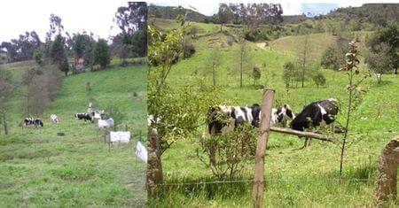 Los sistemas silvopastoriles como estrategia de ganaderia ecologica y productiva - Image 3