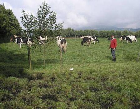 Los sistemas silvopastoriles como estrategia de ganaderia ecologica y productiva - Image 1