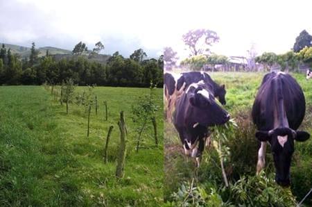 Los sistemas silvopastoriles como estrategia de ganaderia ecologica y productiva - Image 12