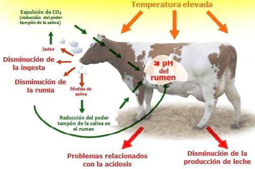 Impacto y gestión nutricional del estrés por calor en vacas de leche - Image 4