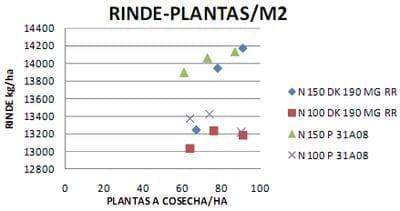 Ensayo de interacción entre densidad de siembra, Híbridos y fertilización nitrogenada en Maíz - Image 9