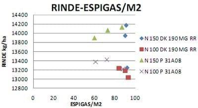 Ensayo de interacción entre densidad de siembra, Híbridos y fertilización nitrogenada en Maíz - Image 10