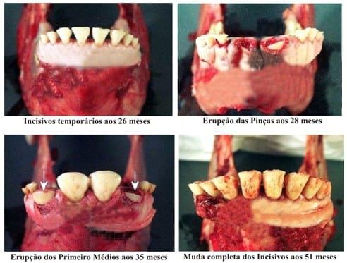 Cronología dentária de los bovinos - Image 7