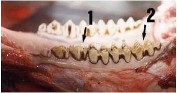 Cronología dentária de los bovinos - Image 11