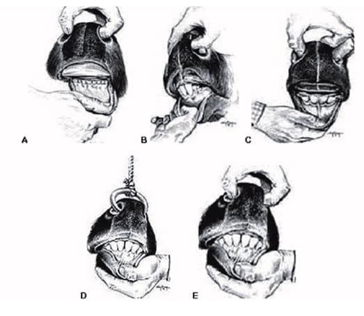 Cronología dentária de los bovinos - Image 6
