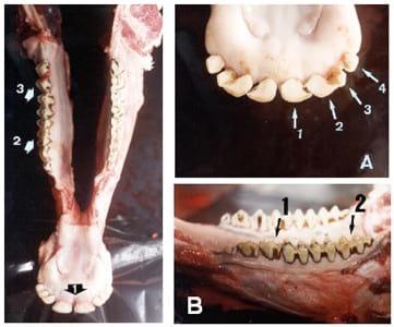 Cronología dentária de los bovinos - Image 2