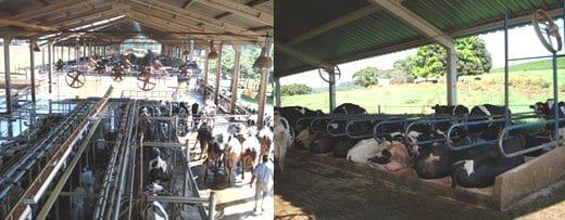 Recursos genéticos para producción de leche en los trópicos - Image 2
