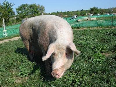 Recomendaciones prácticas para reducir el impacto ambiental en granjas porcinas - Image 6