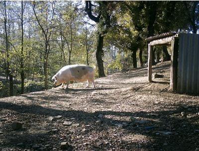 Recomendaciones prácticas para reducir el impacto ambiental en granjas porcinas - Image 5