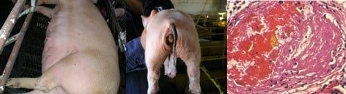 Problemas de salud observados en cerdos y su relación con micotoxinas - Image 8