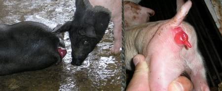 Problemas de salud observados en cerdos y su relación con micotoxinas - Image 7