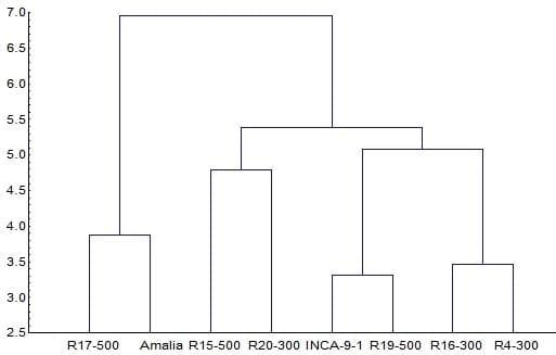 Empleo de marcadores RAPD para el análisis de la variabilidad genética en genotipos de tomate (Lycopersicon esculentum, Mill.) - Image 1