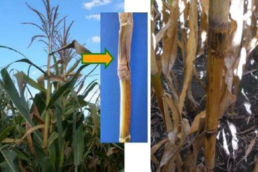 Principales enfermedades del cultivo de maíz en la zona Norte de la Prov. de Bs. As. Campaña 2009-2010 - Image 4