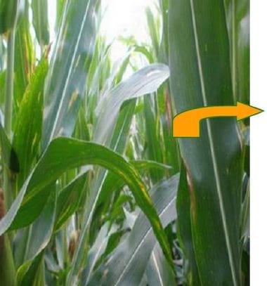 Principales enfermedades del cultivo de maíz en la zona Norte de la Prov. de Bs. As. Campaña 2009-2010 - Image 2