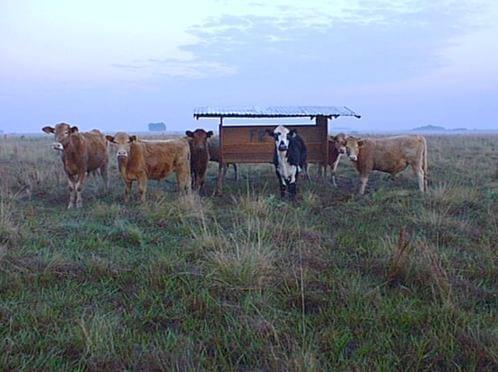 Optimización de la suplementación proteica de ganado de carne en pasturas de baja calidad - Image 1