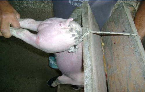 Castración en cerdos - Image 1