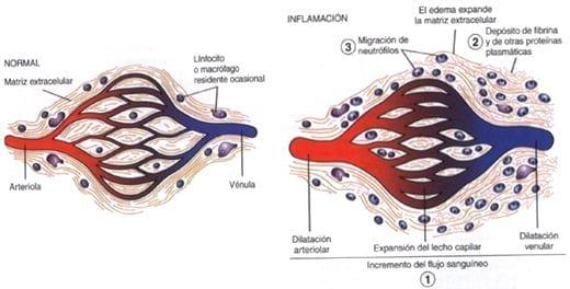 Neuroinmunoendocrinologia del estrés, Sistema Nervioso y Sistema Inmune (Partes I y II) - Image 13