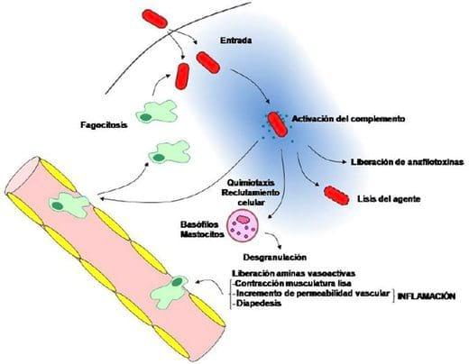 Neuroinmunoendocrinologia del estrés, Sistema Nervioso y Sistema Inmune (Partes I y II) - Image 11