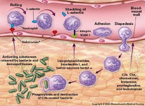 Neuroinmunoendocrinologia del estrés, Sistema Nervioso y Sistema Inmune (Partes I y II) - Image 14