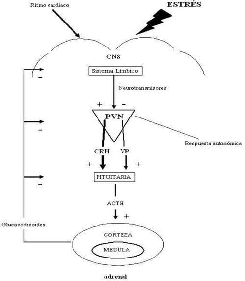 Neuroinmunoendocrinologia del estrés, Citoquinas y sistema endocrino (Parte III y IV) - Image 13