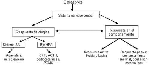 Neuroinmunoendocrinologia del estrés, Citoquinas y sistema endocrino (Parte III y IV) - Image 14