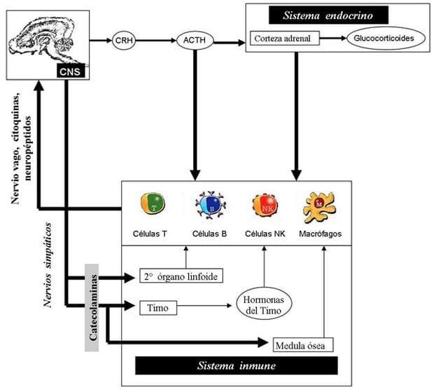 Neuroinmunoendocrinologia del estrés, Citoquinas y sistema endocrino (Parte III y IV) - Image 8