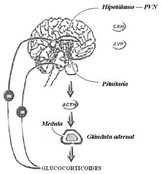 Neuroinmunoendocrinologia del estrés, Citoquinas y sistema endocrino (Parte III y IV) - Image 15