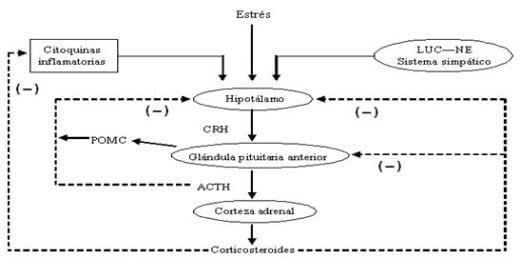 Neuroinmunoendocrinologia del estrés, Citoquinas y sistema endocrino (Parte III y IV) - Image 18