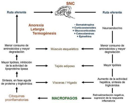 Neuroinmunoendocrinologia del estrés, Citoquinas y sistema endocrino (Parte III y IV) - Image 4