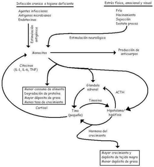 Neuroinmunoendocrinologia del estrés, Citoquinas y sistema endocrino (Parte III y IV) - Image 5