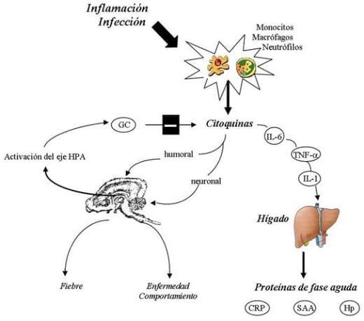 Neuroinmunoendocrinologia del estrés, Citoquinas y sistema endocrino (Parte III y IV) - Image 10