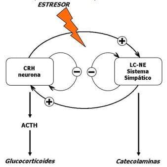 Neuroinmunoendocrinologia del estrés, Citoquinas y sistema endocrino (Parte III y IV) - Image 7