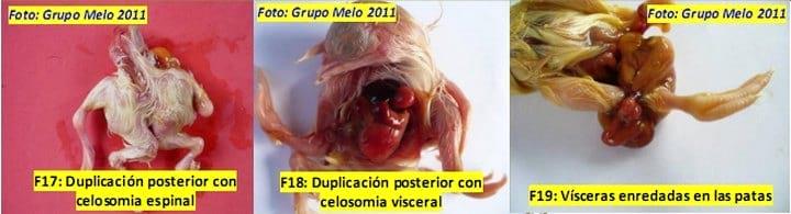Deformidades en los Embriones de Pollitos de engorde - Image 13
