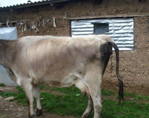 Mal de Altura o Mal de Montaña su comportamiento actual en bovinos de la Sierra Central del Peru (3.300 m.s.n.m.) - Image 1